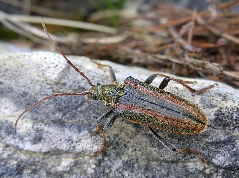 Cerambycidae: Oxymirus cursor